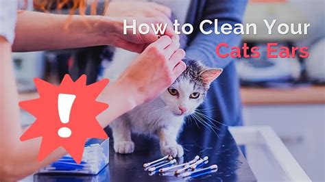 How To Clean A Cats Ears Practical Tips And Tricks Youtube