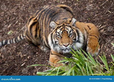 Crouching Tiger Stock Photo Image Of Feline Close Lying 41472084