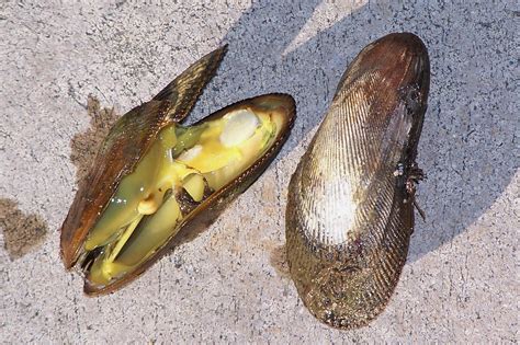 Bait Tips California Surf Fishing A Light Line