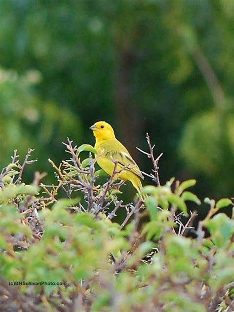 Male Saffron Finch Sicalis Flaveola Photographed In Hawaii By B N