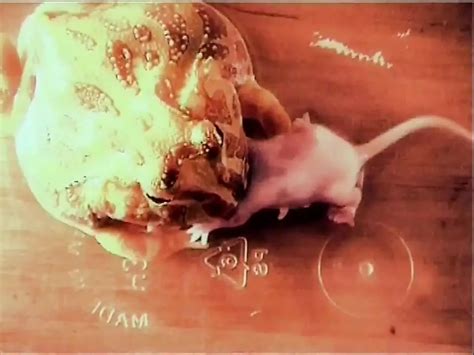 Lei Non Sapeva Free Hd Porn Video Xhamster