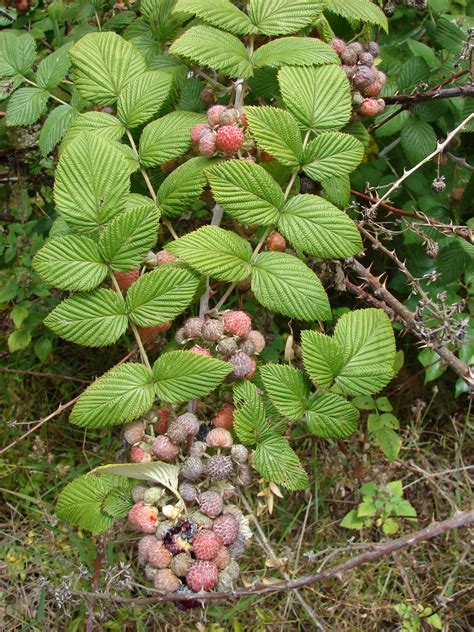 Mysore Raspberry For Kate Mysore Raspberry Unusual Kate