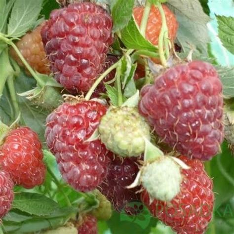 Очень крупная малина Джоан Джей — Malinasad.com