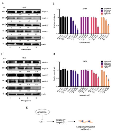 Effect Of Artocarpin On Integrin Expression A A549 And C H460