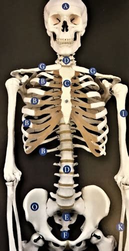 Hap Lab Chapter Endoskeleton Photos Flashcards Quizlet