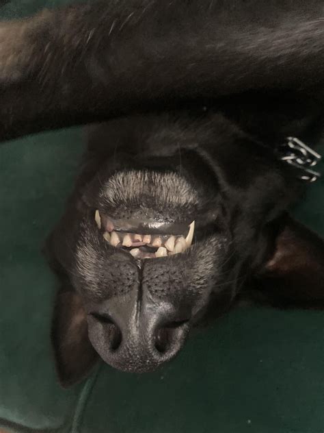 What Happens If A Dog Chips A Tooth