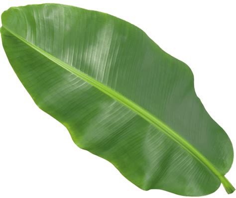 Figura Leaf Png Folha Png Image Png Imagem Png The Best Porn Website