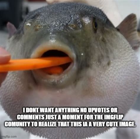 Pufferfish Eating Carrot Imgflip