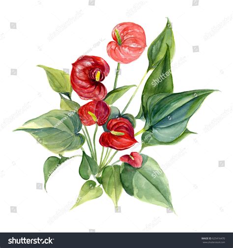 Anthurium Watercolor Hand Drawing Illustration Isolated Ilustra Es