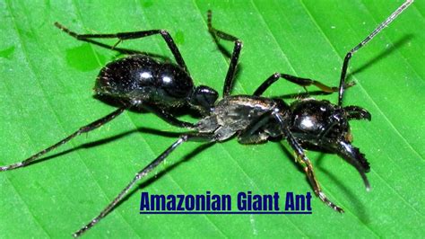 GIANT Ants Take Over The Amazon YouTube