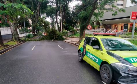 Rvore Cai Na Madrugada E Bloqueia Tr Nsito Em Rua Importante Do Batel