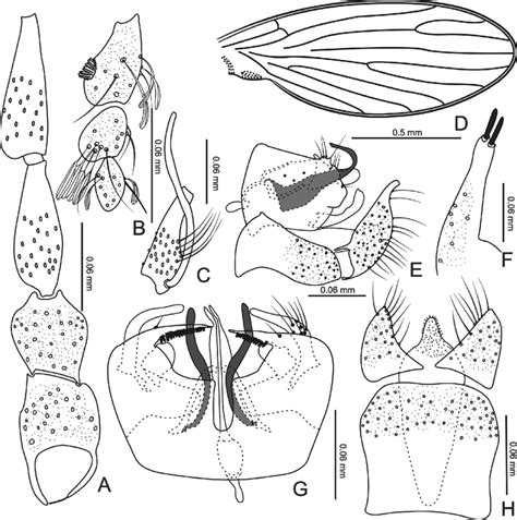 A H Trichomyia Complicata Sp Nov A Scape Pedicel And Basal