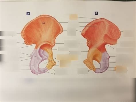 Hemipelvis Right Coxal Bone Lateral And Medial View Diagram Quizlet