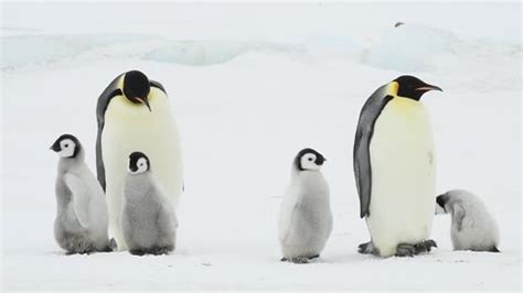 Emperor Penguin Chicks Antarctica Stock Footage Video (100% Royalty-free) 1022166610 | Shutterstock