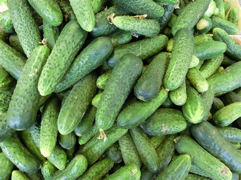 Cucumbers: Health Benefits | Nutrition, Natural Remedies, Cooking Tips | The Old Farmer's Almanac