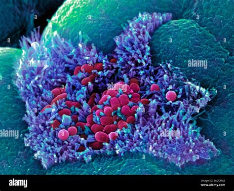 E Coli Bacteria Coloured Scanning Electron Micrograph Sem Of Escherichia Coli Bacteria Red