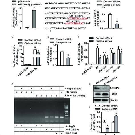 C EBPα transcriptionally regulated miR 20a 5p expression A The