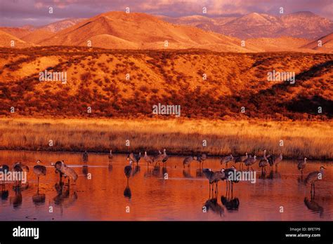 Sandhill Cranes Grus Canadensis At Dawn Bosque Del Apache National