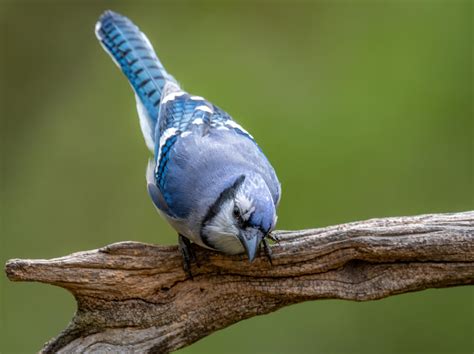 Do Blue Jays Eat Hummingbirds? - BirdChronicle.com