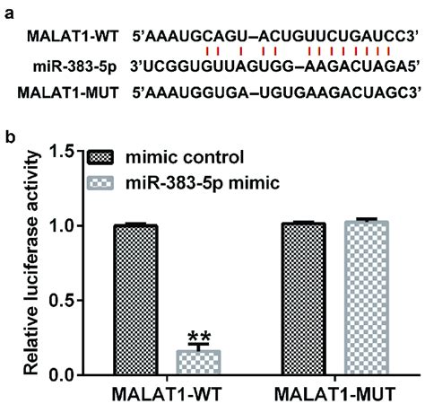 Binding Of Long Non Coding Rna Lncrna Malat With Microrna