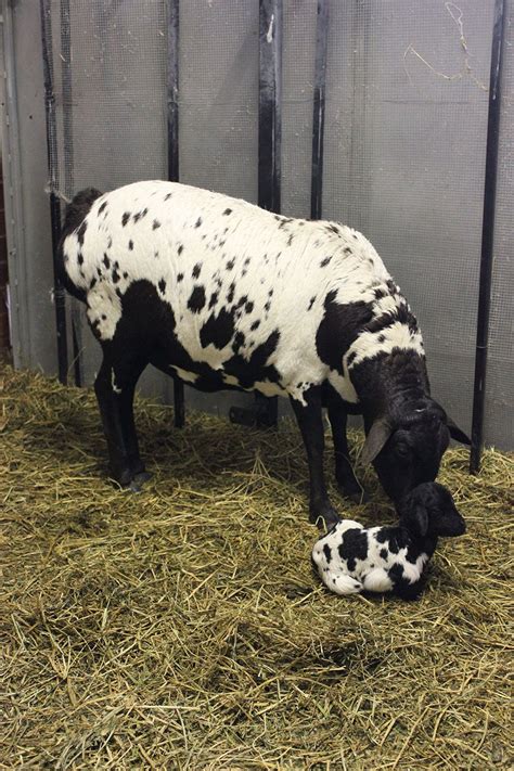 Black speckled Persian ewe with her new born lamb Farm Animals, Animals ...