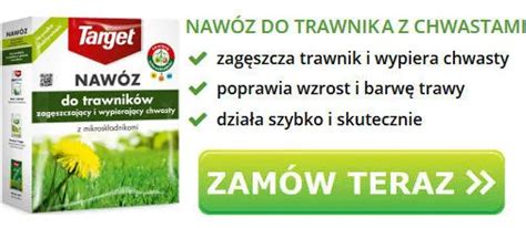 Jak Pozbyć Się Chwastów Z Trawy GO Polska