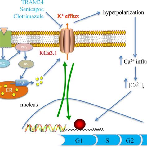 A Membrane Topology Of Kca Channels And Amino Acid Sequence