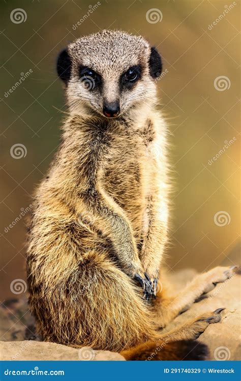 Inquisitive Meerkat Standing On A Sun Drenched Rock Surveying Its