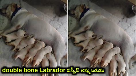 Top Quality Labrador Puppies For Sale In Telugu Aj Pets