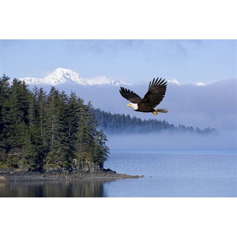 Bald Eagle In Flight Over The Inside Passage With Tongass National