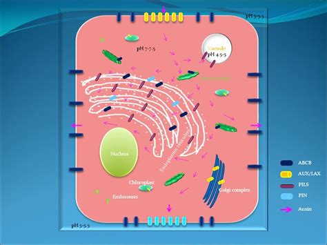 Pictorial Representation Of Auxin Transporters In The Cell Pin