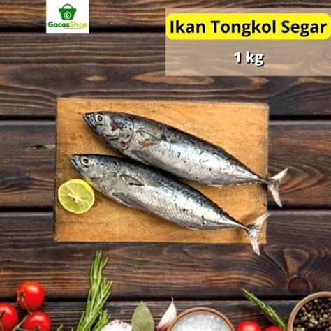 Ikan Tongkol Segar 1 Kg Gacasshop