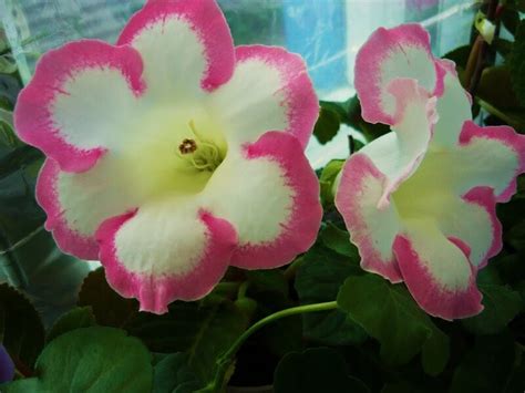 ЦВЕТЫ - НАША ЖИЗНЬ: Глоксинии