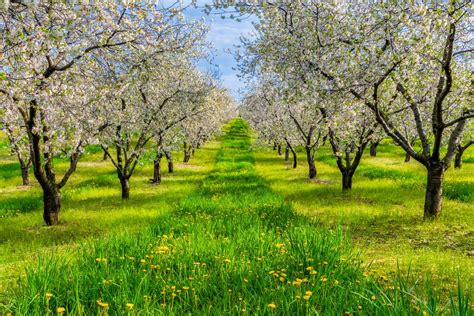 Cherry Orchard Print, Orchard Landscape Photo, Trees Fine Print, Cherry ...