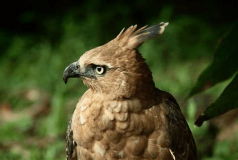 Sejarah Burung Garuda Sebagai Lambang Negara