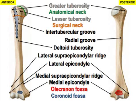 Kinesiology Forearm And Elbow Lecture Flashcards Quizlet