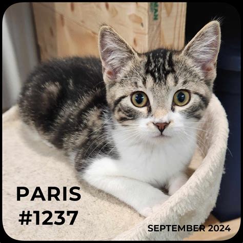 Cats Available For Adoption Svapl