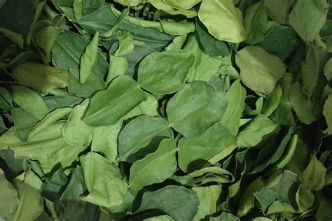 Wholesale market for Thai quality productsDried Kaffir Lime Leaves ...