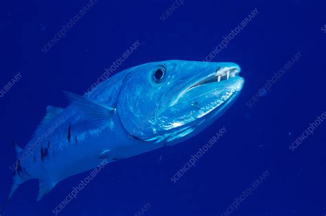 Great barracuda - Stock Image - F032/0100 - Science Photo Library