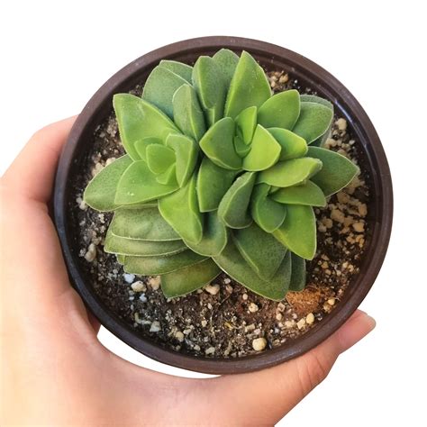 Crassula Springtime Succulent Fully Rooted With Care Guide Succulents Box