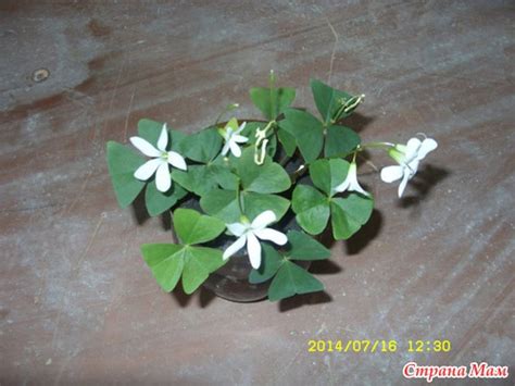 О кислице... замолвлю словечко - Сад, огород - Страна Мам