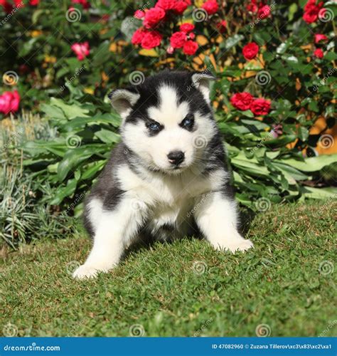 Zadziwiający Szczeniak Siberian Husky Obsiadanie W Ogródzie Zdjęcie