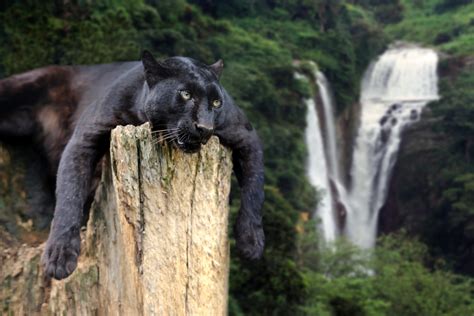 Black Panther HD Wallpaper New Tab Theme – Impressive Nature