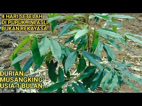 Pohon Durian Musangking Hari Setelah Pemupukan Youtube