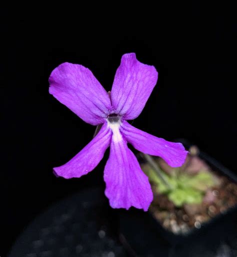 Pinguicula "Big Purple Thing" | Butterwort - Carnivorous Plant Resource