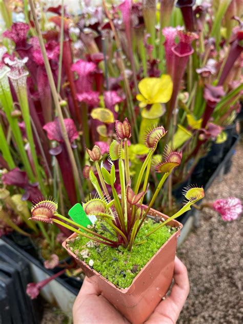 Dionaea Muscipula New Gj Fantasia Small Carnivorous Plant Resource