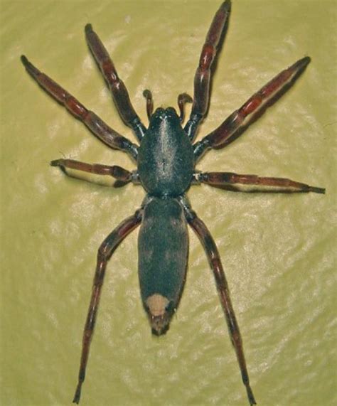 White-Tailed Spider | Habitat, Bite & Facts - Spider Pedia