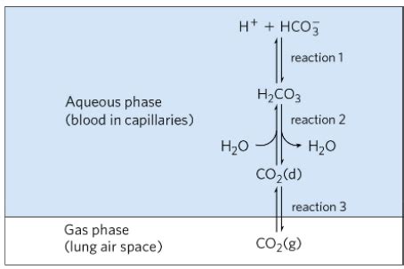 Biochemistry Ch 2 Flashcards Quizlet