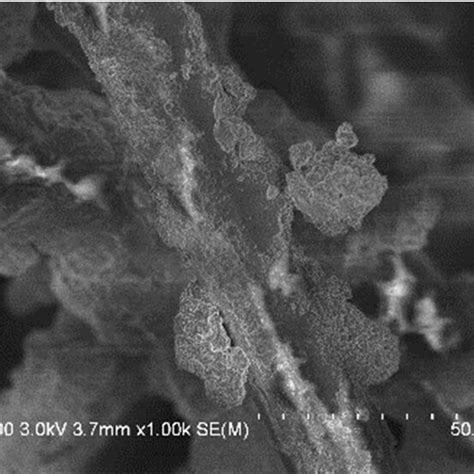 Sem Images Of A Control Group And Stf Saturated Composite Nonwoven