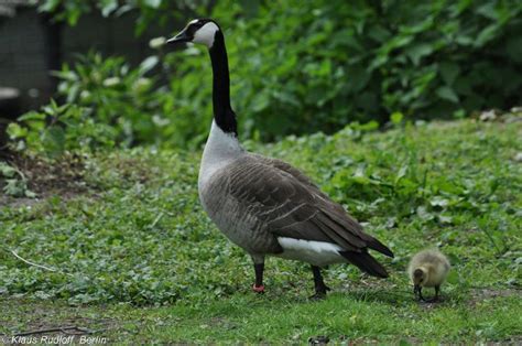 Giant Canada Goose (Branta canadensis maxima) | Canada goose, Canadensis, Natural scenery